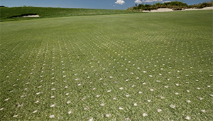 Interseeding at Hyannisport Club